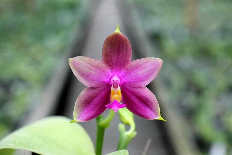 Phalaenopsis LD's Bear Queen x violacea blue.jpg