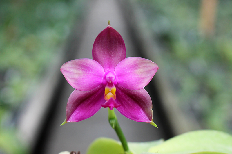 Phalaenopsis LD's Bear Queen x violacea blue.jpg