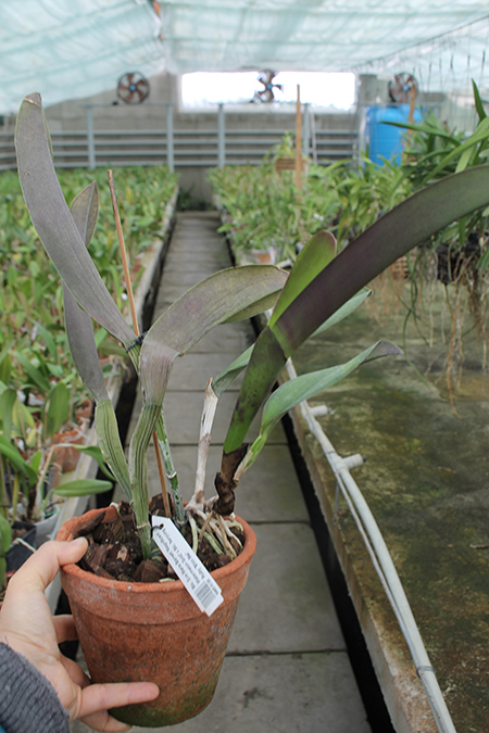 Brassolaeliocattleya Eve Marie Barnett 'Magnificent Watermelon Gold' x Brassolaeliocattleya Sanyung Ruby 'Shin Mei'.jpg