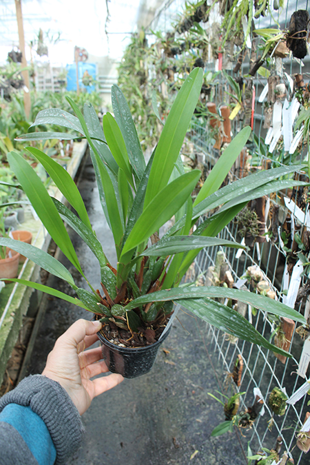 Camaridium densum.jpg