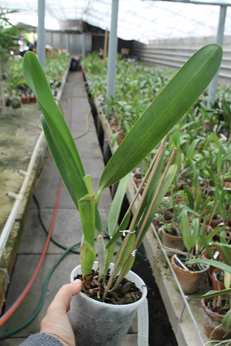 Laelia perinii semi alba 'WF' x Laelia perrinii alba 'RA'.jpg