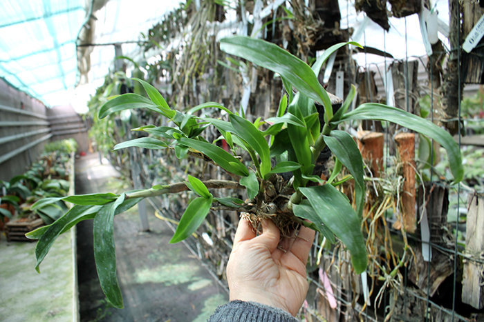 Dendrobium Hibiki (laevifolium x bracteosum).jpg