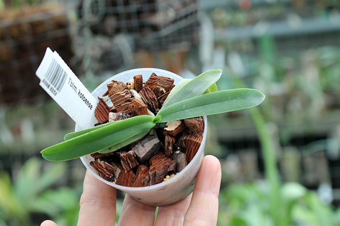 Tuberolabium kotoense.jpg