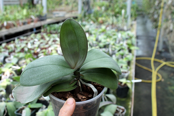 Phalaenopsis Liu's Twilight Rainbow x celebensis.jpg