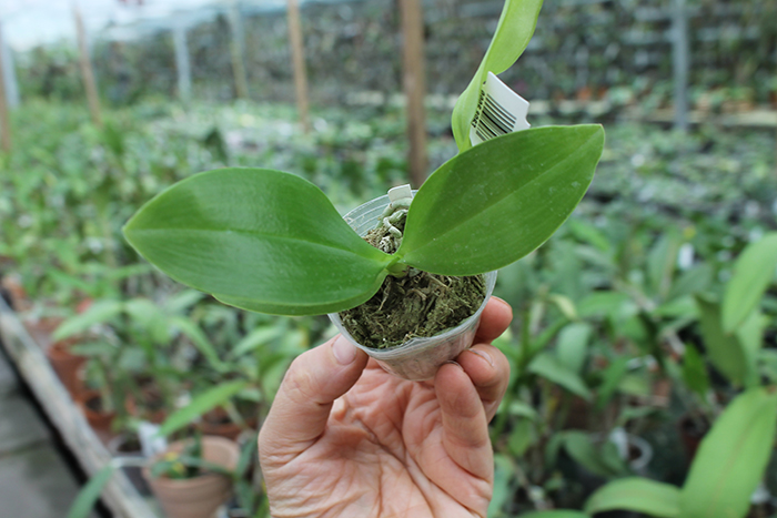 Phalaenopsis Chienlung Moonlight x Chienlung Cricket.jpg