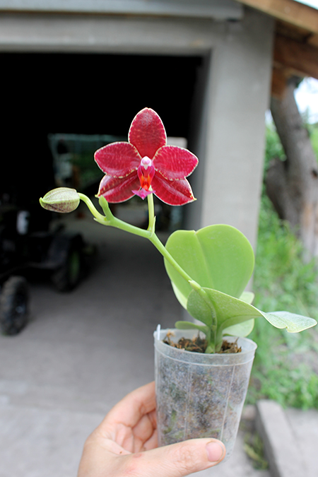 Phalaenopsis Yuda Red Blood x Chingruey's Fancy.jpg