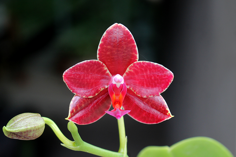 Phalaenopsis Yuda Red Blood x Chingruey's Fancy.jpg
