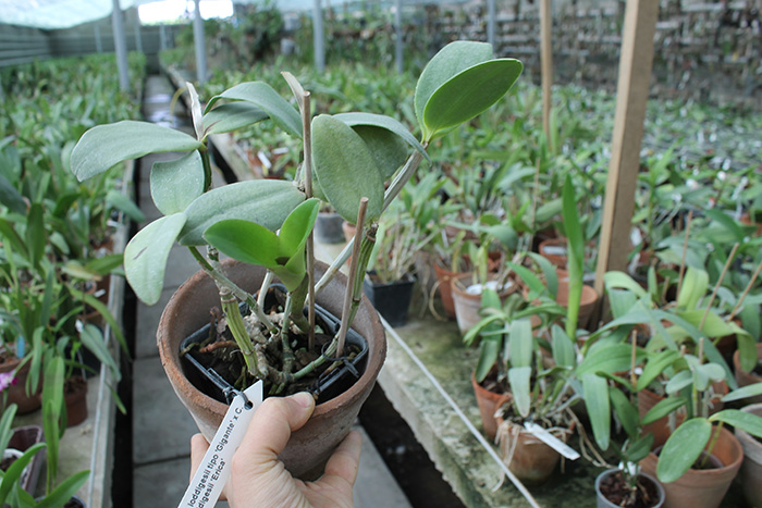 Cattleya loddigesii tipo 'Gigante' x Cattleya loddigesii 'Erica'.jpg
