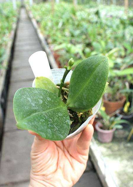 Phalaenopsis Liu’s Yellow Star Dust x Yaphon Sir.jpg