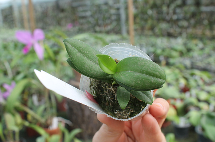 Renanthopsis Chienlung Pink Squirrel.jpg