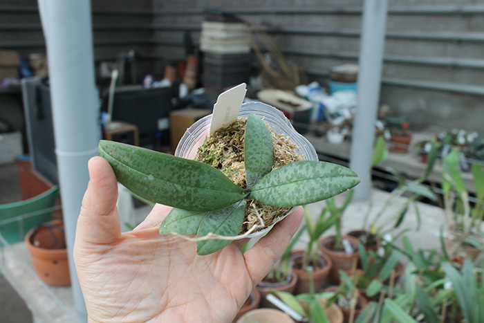 Phalaenopsis lindenii.jpg