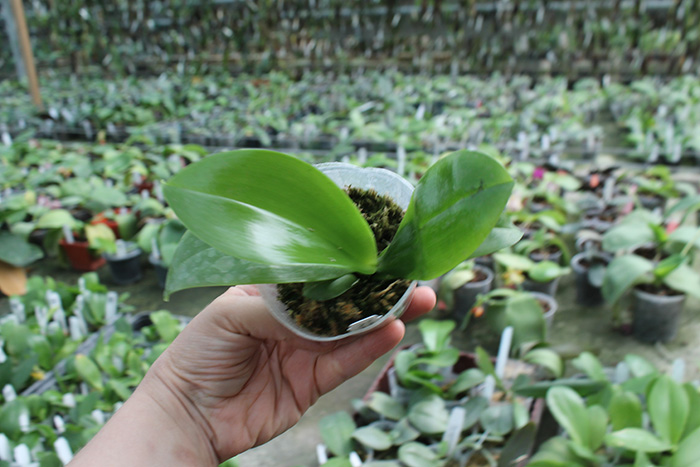 (Phalaenopsis tetraspis x speciosa) x violacea indigo.jpg