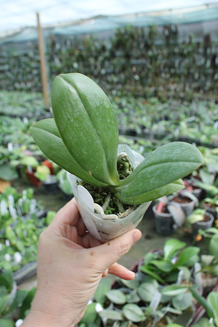 Phalaenopsis AL Sun Hannover 'Red' x Chingruey’s Tiger.jpg