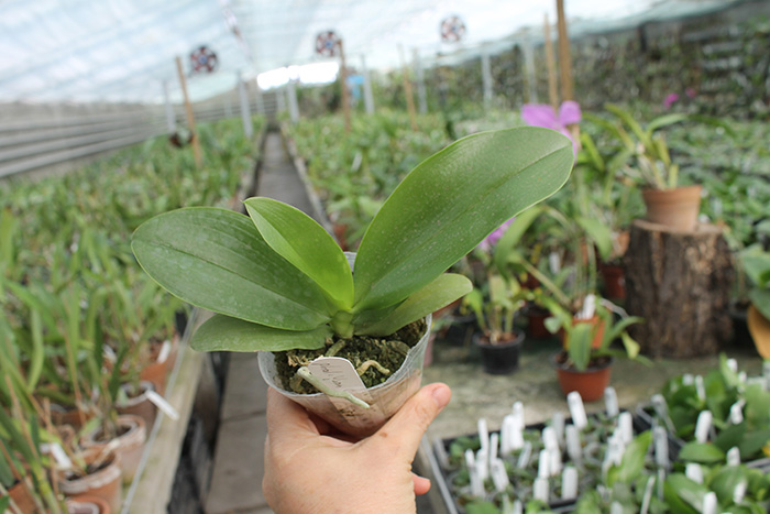 Phalaenopsis Yuan shan Sweet Girl.jpg