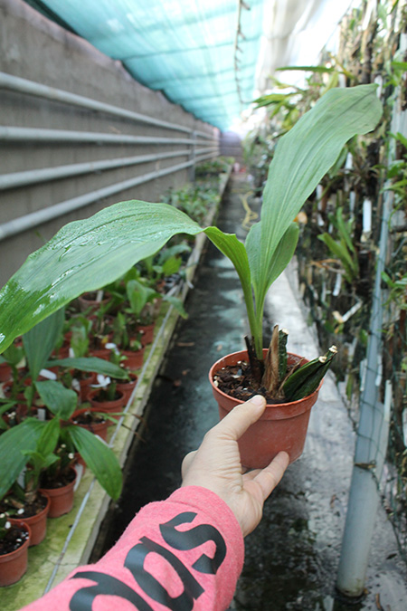 Angulocaste Red Jewel.jpg