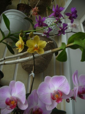 Rotation of DSCN2875.JPG