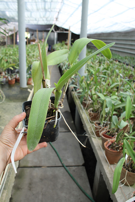 Cattleya quadricolor amesiana 'Patricia' x SELF.jpg