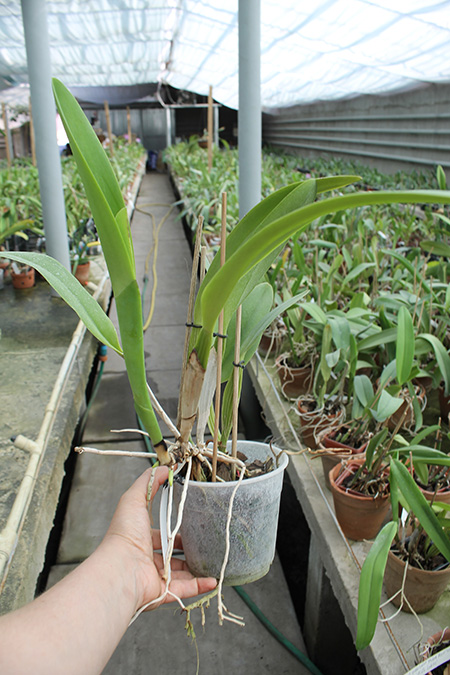 Cattleya quadricolor tipo XXX x Cattleya quadricolor 'Rainha'.jpg