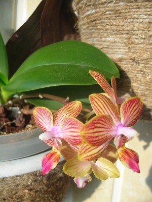 Rotation of DSCN2839.JPG