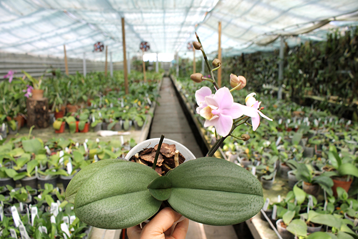Phalaenopsis Pinlong Cherry (schilleriana x Cassandra).jpg