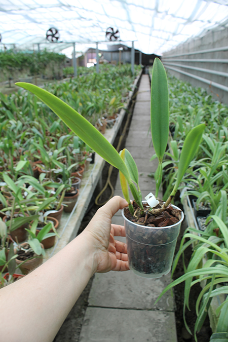Cattleya mossiae semi alba aquini 'Caribe' x self.jpg