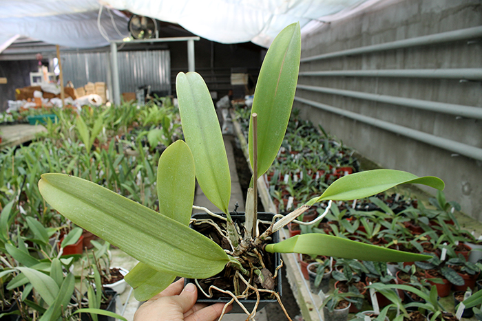 Laeliocattleya Dinard 'Blue Heaven' bs.jpg