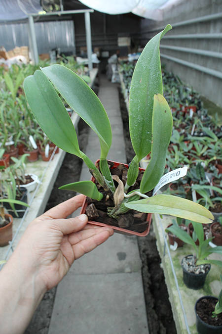 Laeliocattleya Dinard 'Blue Heaven' small.jpg