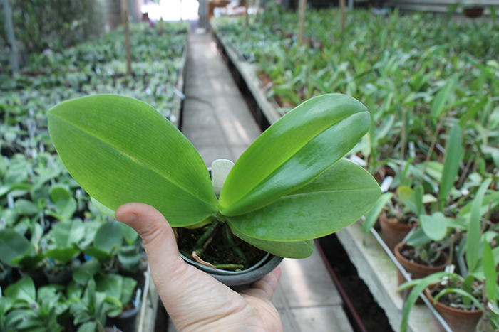 Phal Sogo Shito x AL Redsun Queen 'Green Apple'.jpg