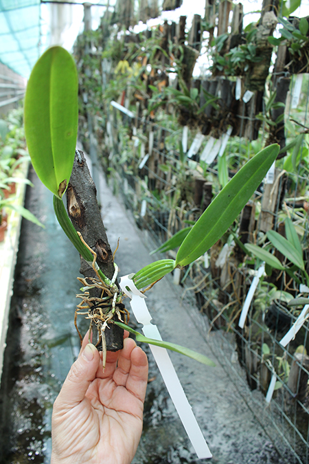 Cattleya luteola aurea 'Ouro' x SELF.jpg