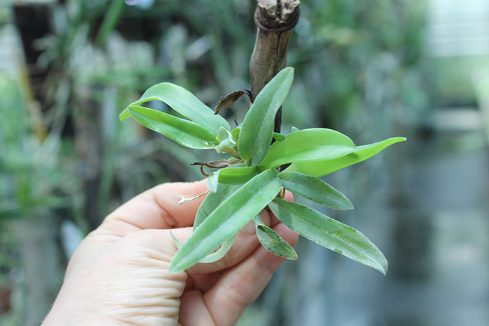 Laelia praestans x Brassavola digbyana.jpg