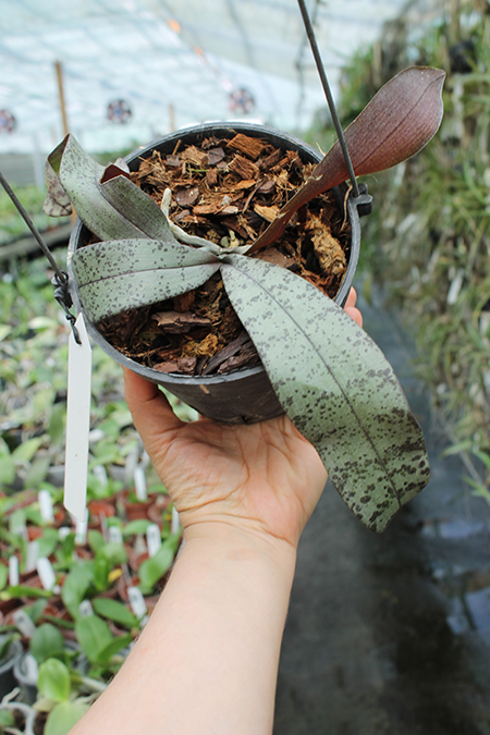 Phalaenopsis celebensis yellow.jpg