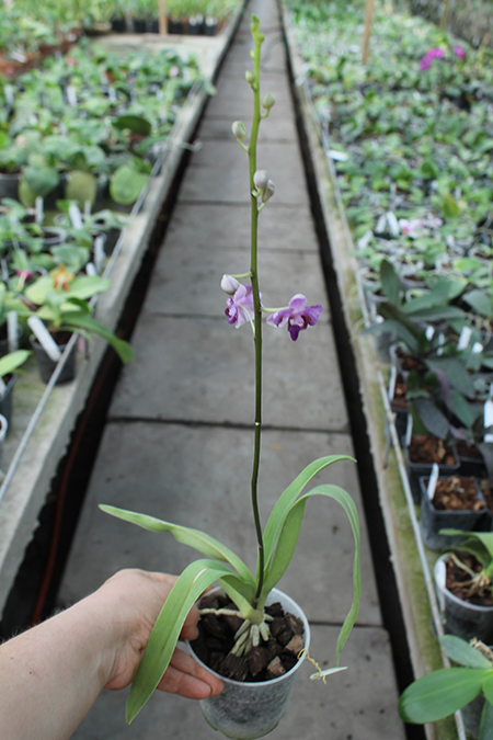 Doritis pulcherrima blue.jpg