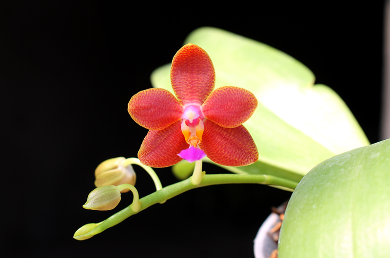 Phalaenopsis I-Hsin Salmon.jpg