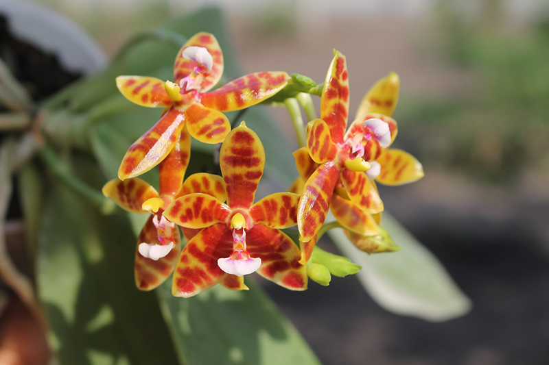 Phalaenopsis Little Leopard (mariae x cornu-cervi).jpg