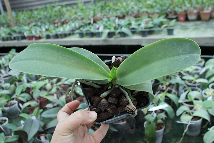 Phalaenopsis Natasha 'Aiko'.jpg