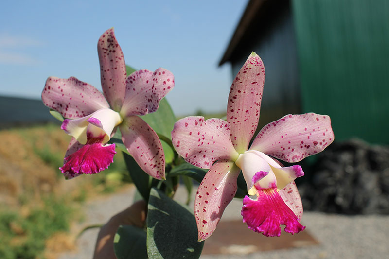Cattleya (Penny Kuroda x Corcovado).jpg
