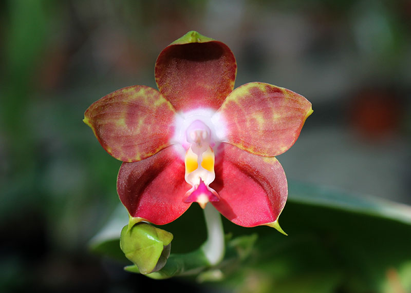 Phalaenopsis Lyndon Reflex x LD's Bear King.jpg