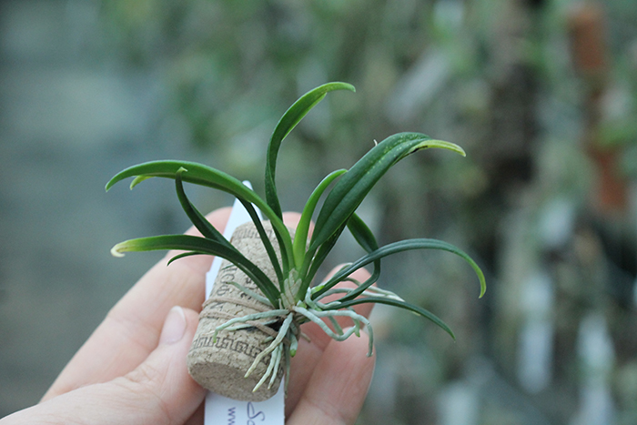 Chytroglossa aurata.jpg