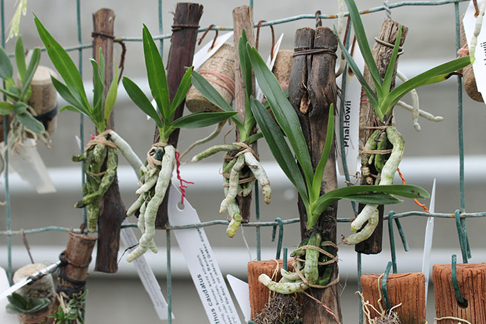 plectreminthus caudatus.jpg