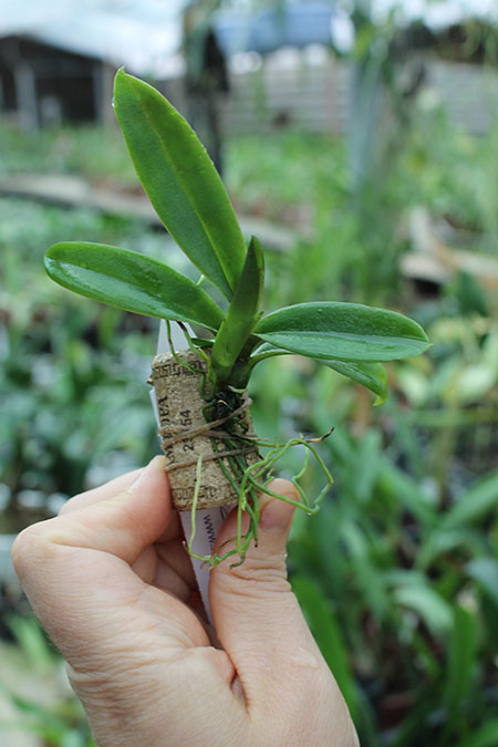 Comparettia coccinea.jpg