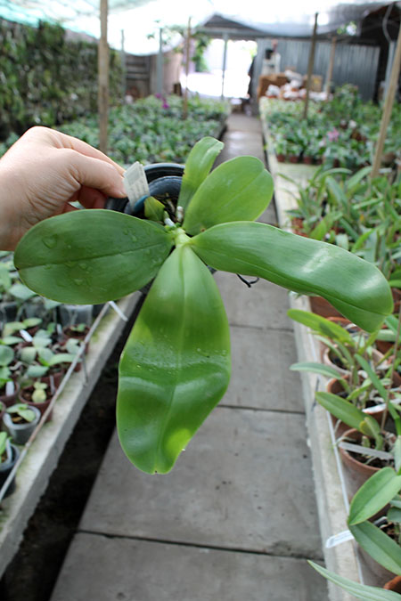 Phalaenopsis Samera 'Blue'.jpg
