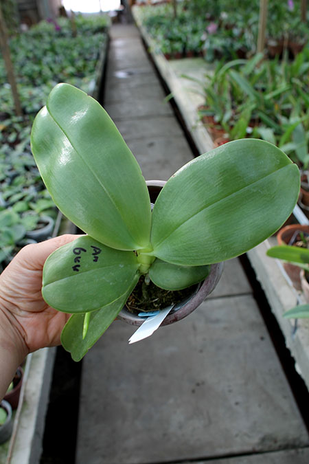 Phalaenopsis bellina 'blue' x Mituo Prince 'M#1'.jpg