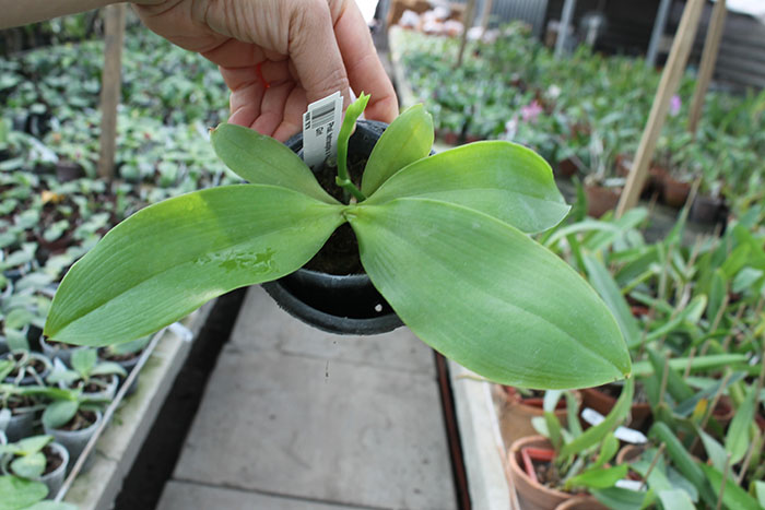 Phalaenopsis tetraspis x Hawaii Dragon Girl.jpg