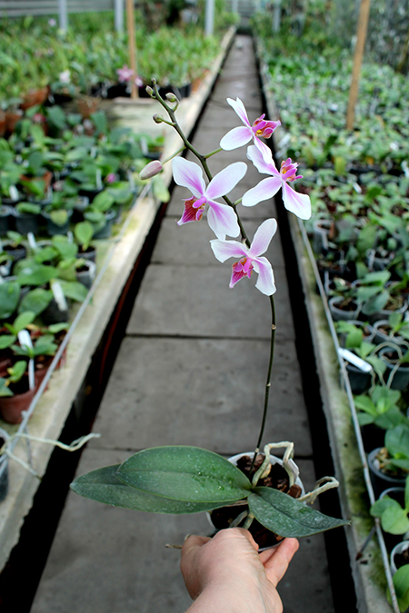 Phalaenopsis stuartiana x equestris.jpg