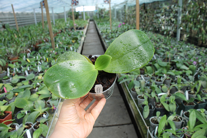 Phalaenopsis Yungho Gelb Canary 'Joseph' x Chang Maw Jade 'Eddy's Snow'.jpg