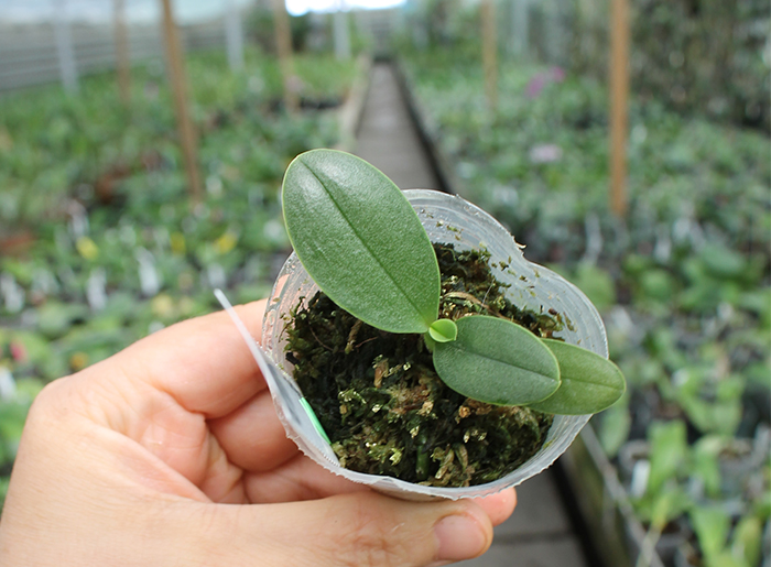 Phalaenopsis I-Hsin 'Spot Eagle'.jpg