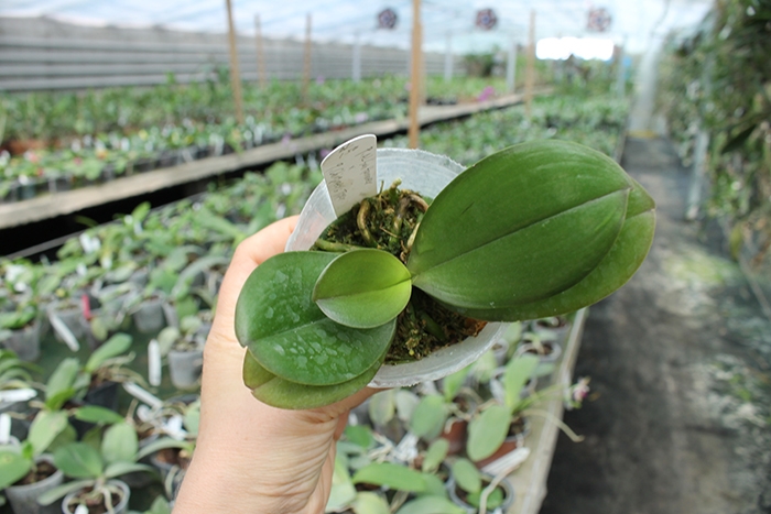 Phalaenopsis AL Sun Hannover 'Red' x Chingruey’s Tiger.jpg