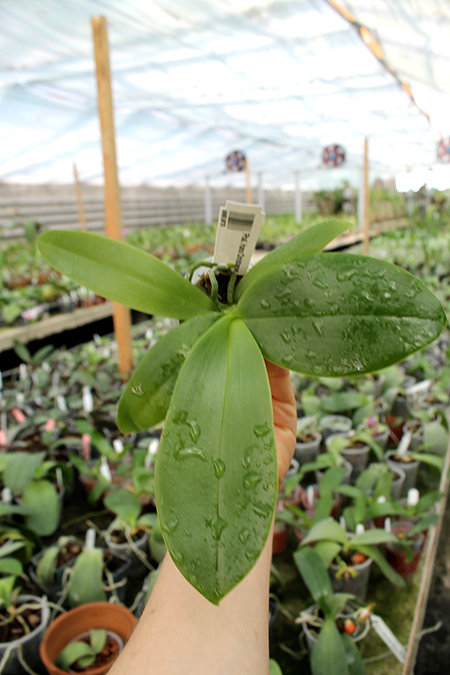 Phalaenopsis Hans Christiansen.jpg