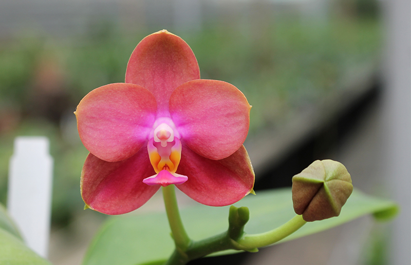 Phalaenopsis Mituo Sun Queen 'Peaches'.jpg
