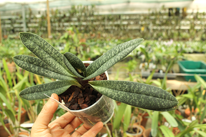 Paphiopedilum Magic Lantern (micranthum x delenatii).jpg